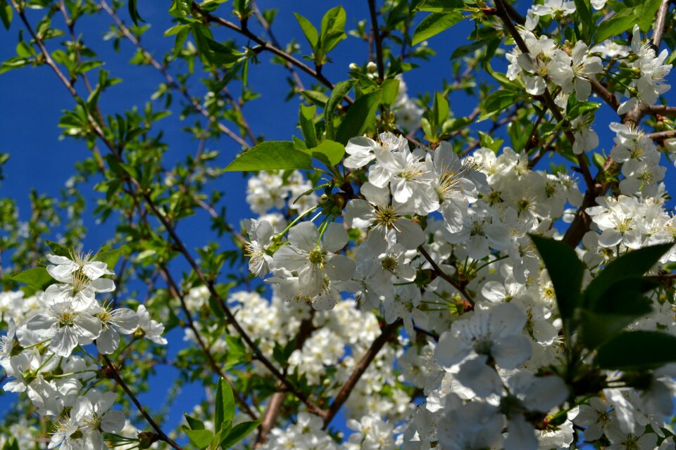 Nature floral blossom