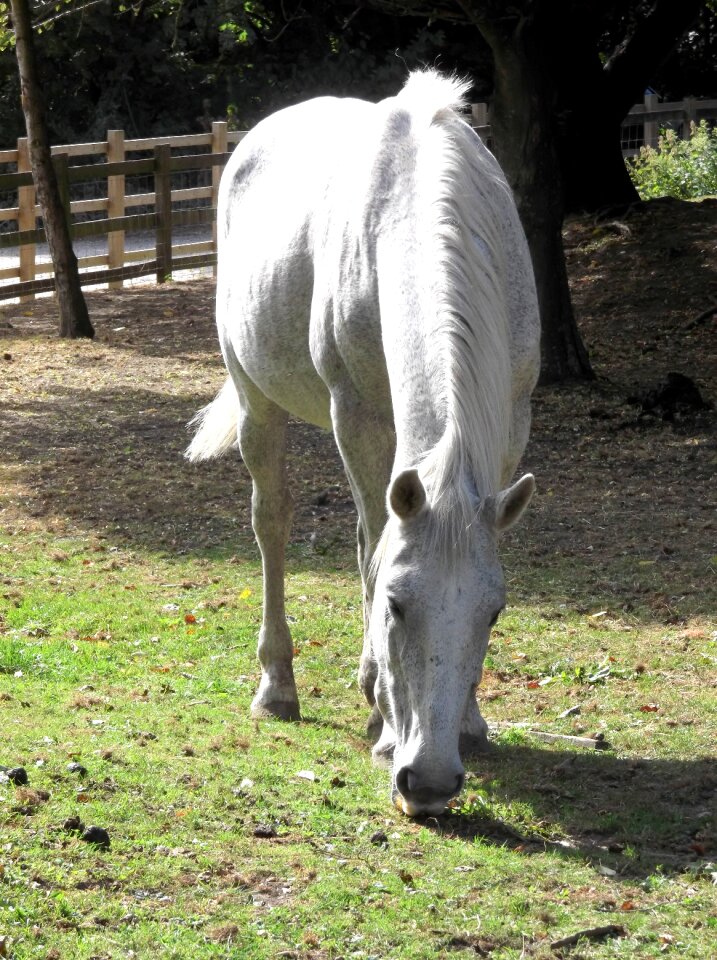 White grazing grass