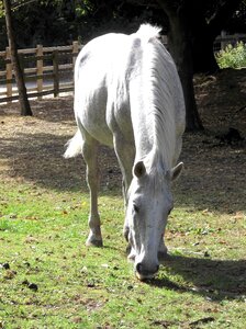 White grazing grass