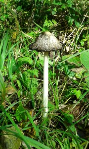 Nature forest mushrooms