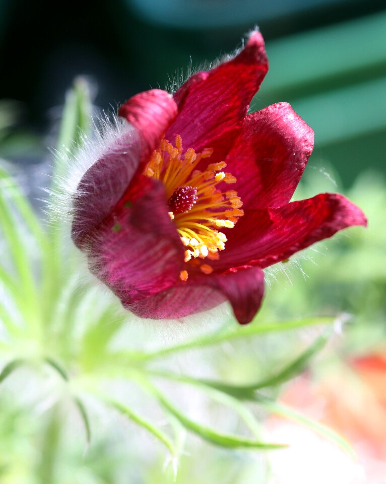 Stamen leaves plant