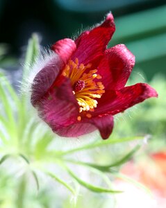 Stamen leaves plant
