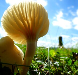 Mushroom against light nature photo