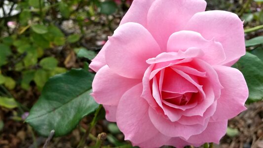 Pink nature flora