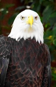 Feather silhouette bald