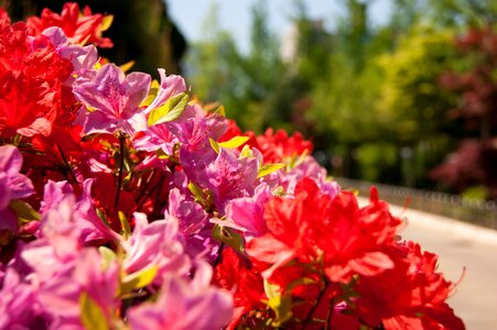 Scenery out of focus flower fair