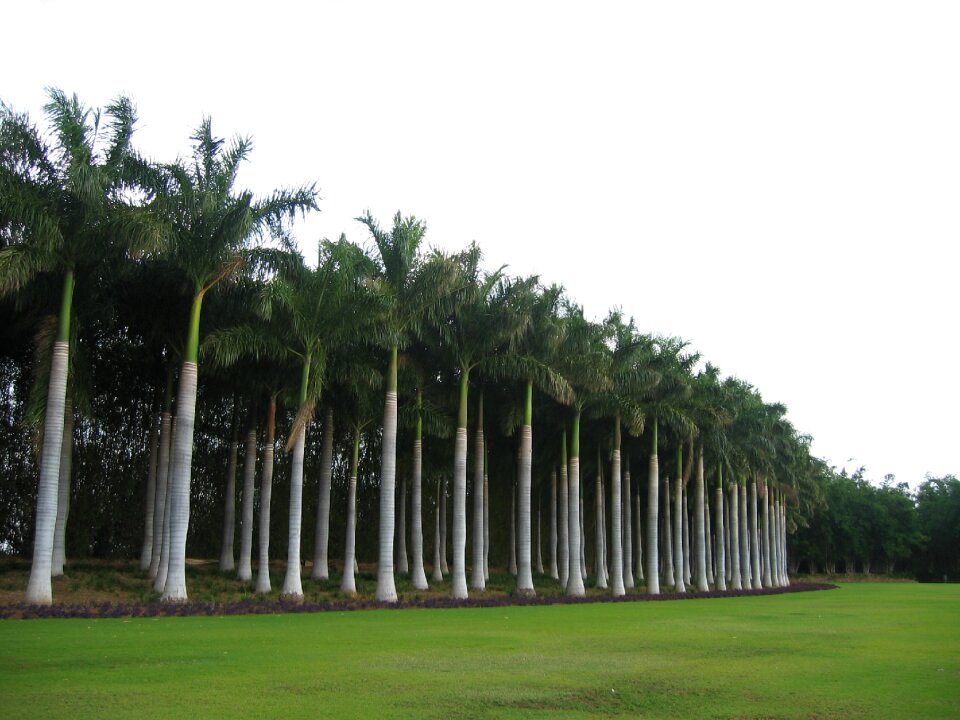 Tropical nature plant