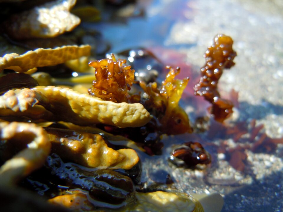 Marine seascape environment