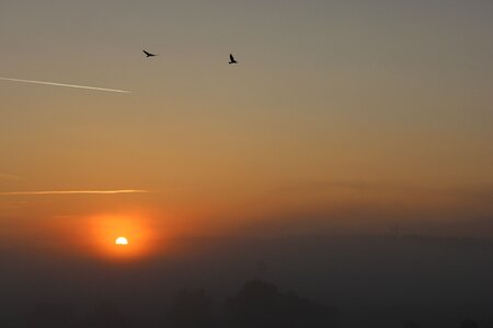 Fog morning birds photo