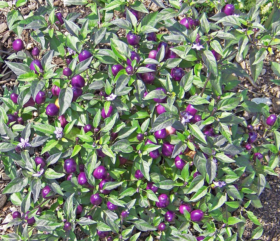 Purple berries plant leaves