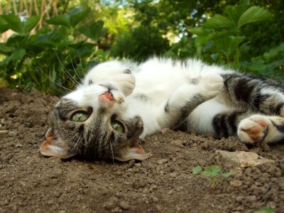 Playful roles garden