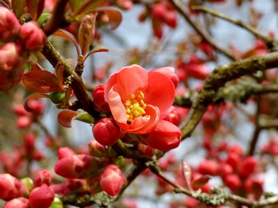 Blossom apple spring