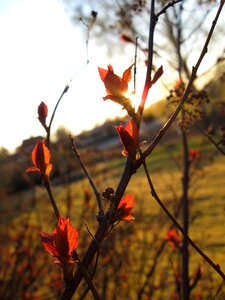 Natural sun