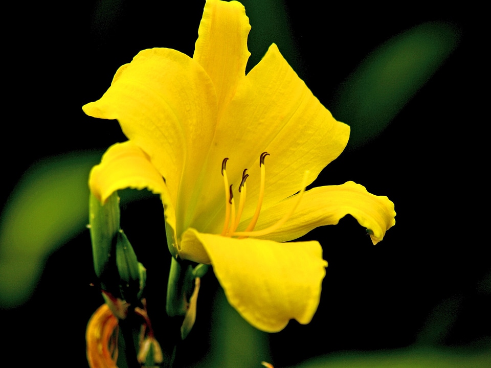 Blossom bloom petal
