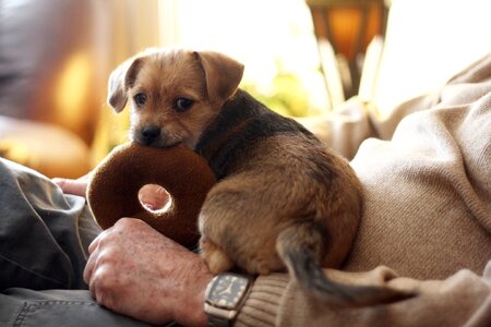 Animal canine young