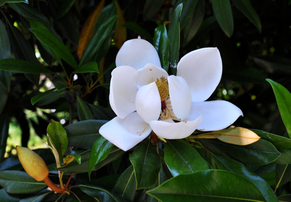 Magnolia flowers spring