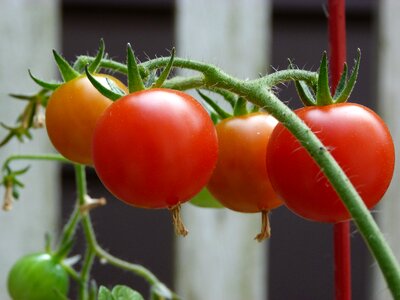 Organic healthy harvest