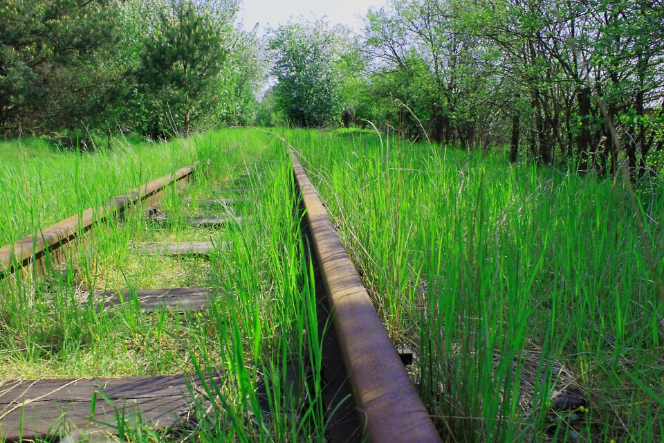 Spring vegetation grass