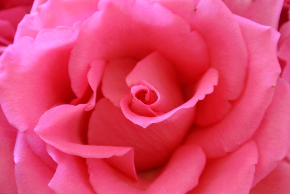 Pink flower rose bloom