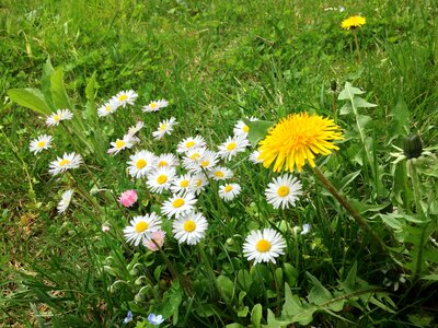 Garden green nature
