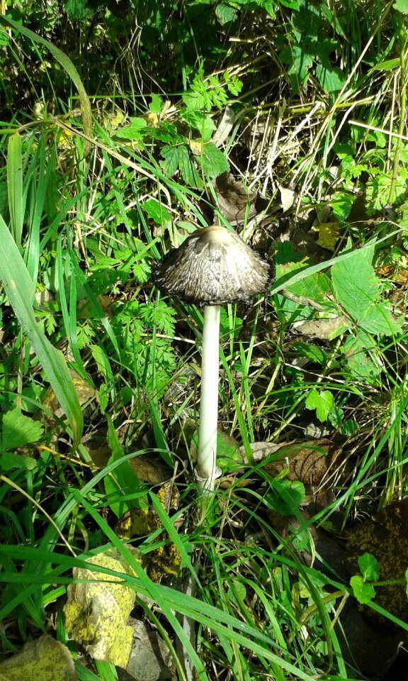 Nature agaric forest