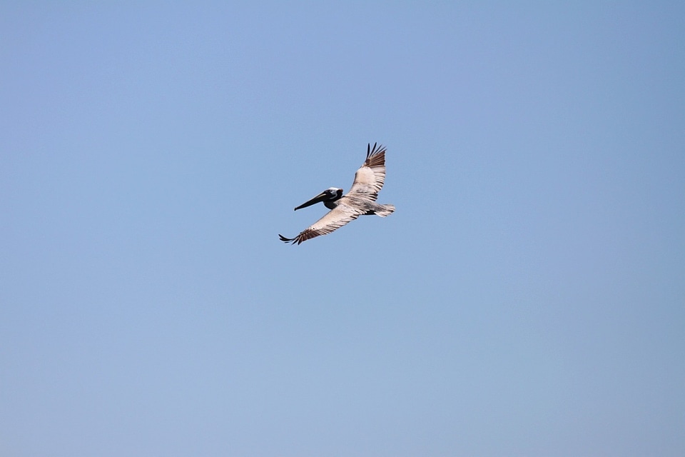 Wings pelecanus beak
