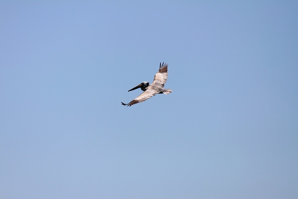 Wings pelecanus beak photo