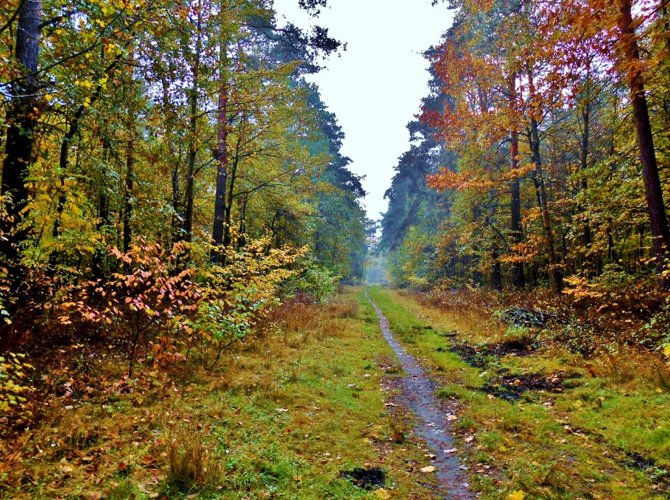 Forest trees leaves photo