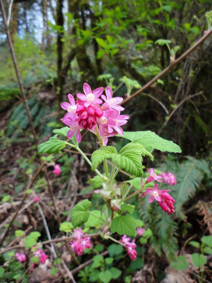 Flower native plant