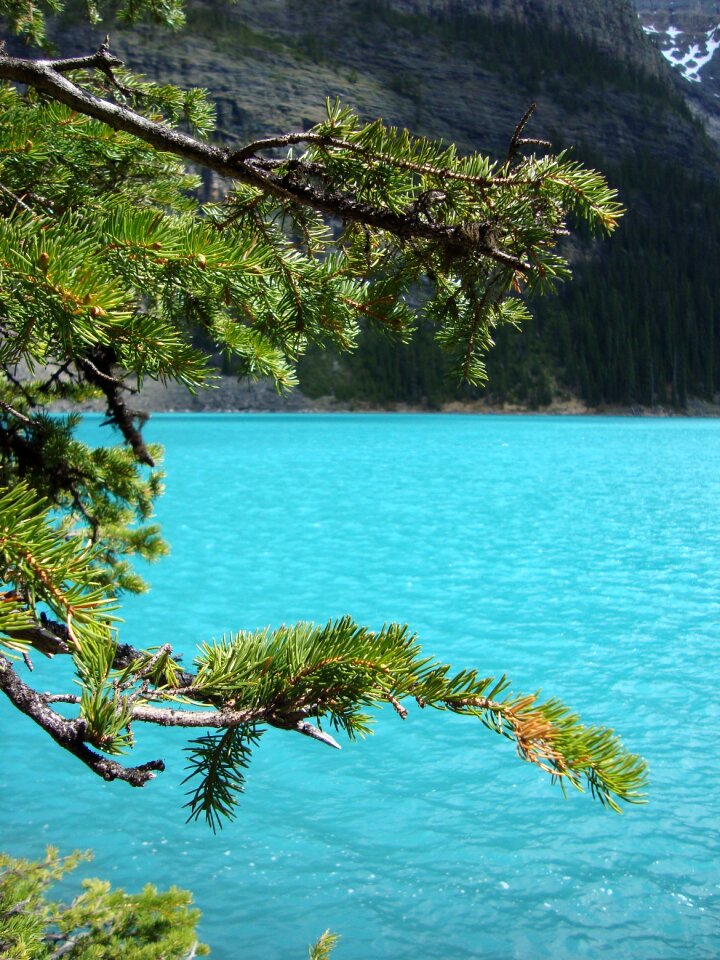 Landscape nature trees
