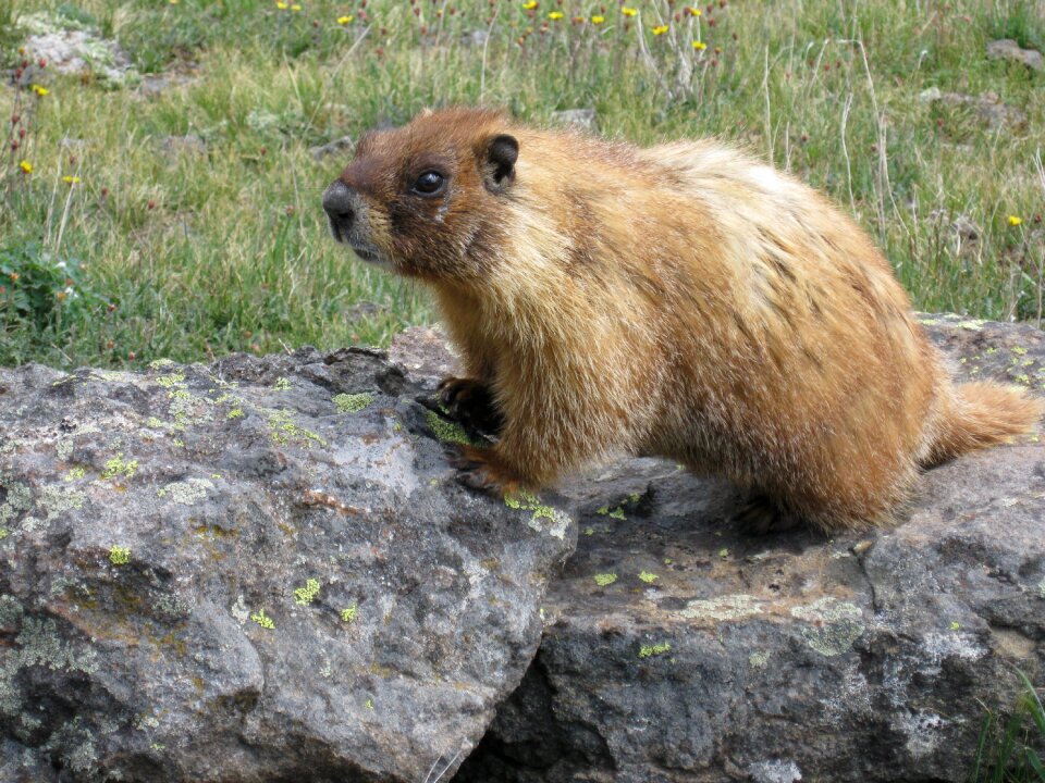 Nature rodent mammal