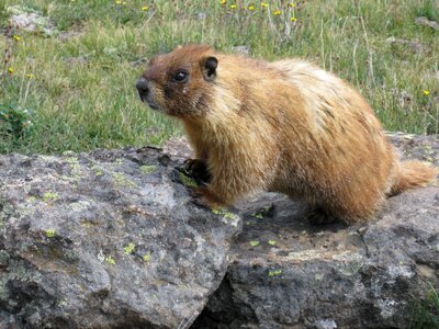 Nature rodent mammal