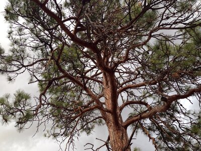 Ponderosa nature green
