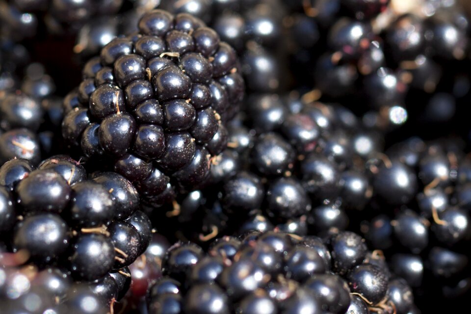 Blackberry berry macro