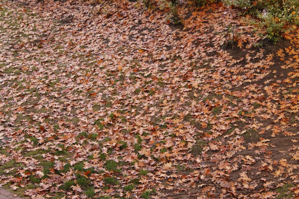 Autumn october season