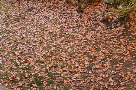 Autumn october season