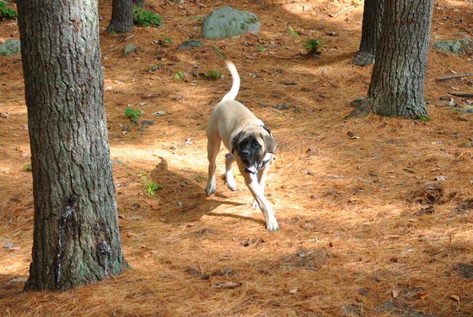 English-mastiff animals fauna