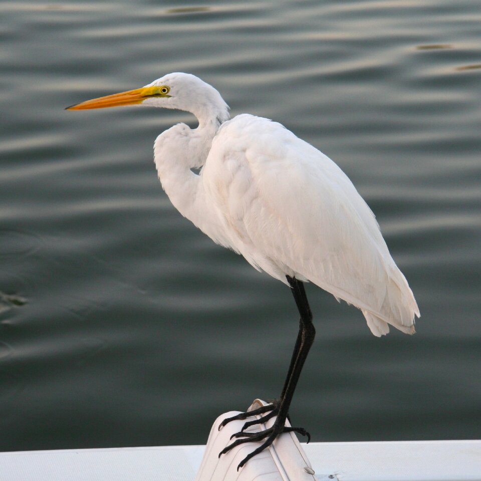 Nature wildlife water