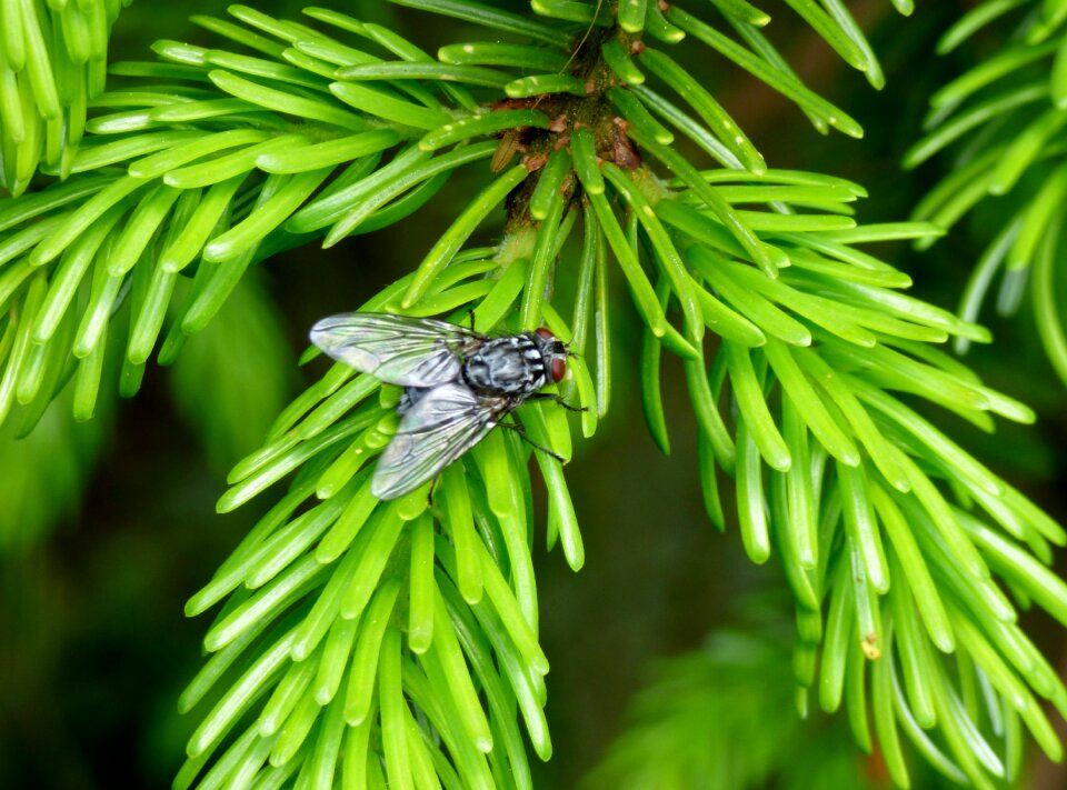 Nature tree bug