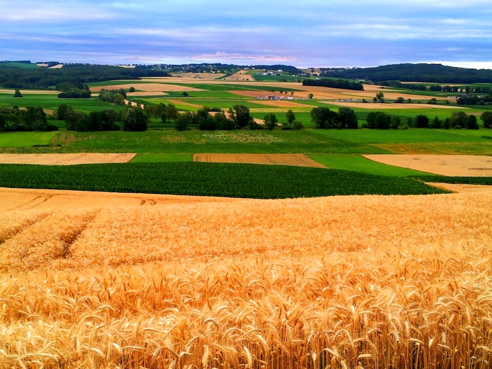 Fields nature agriculture