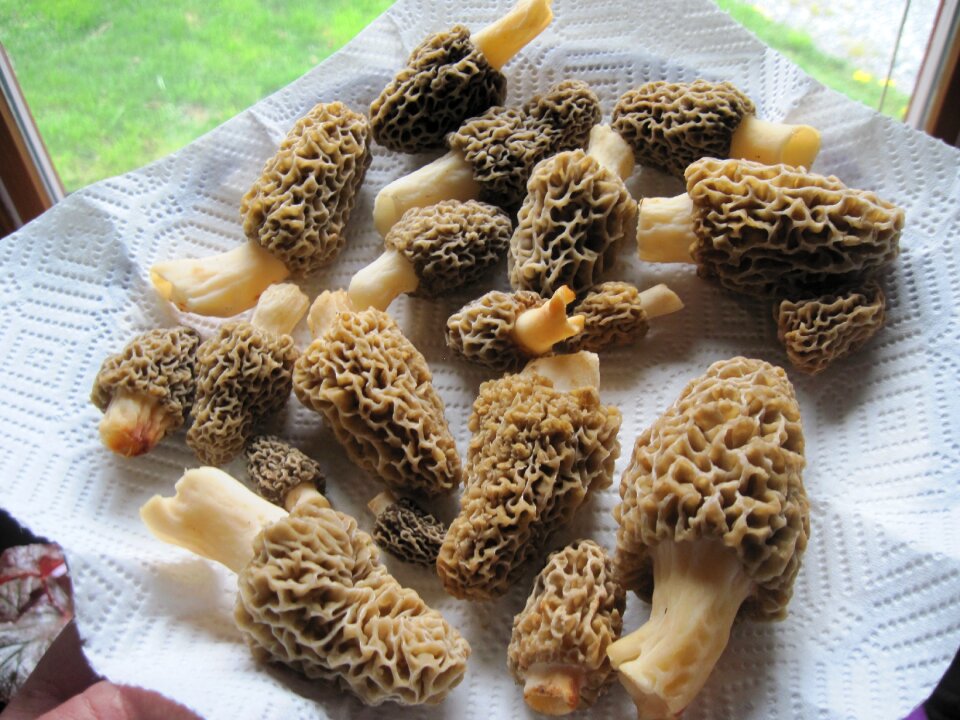 Gourmet delicious nature