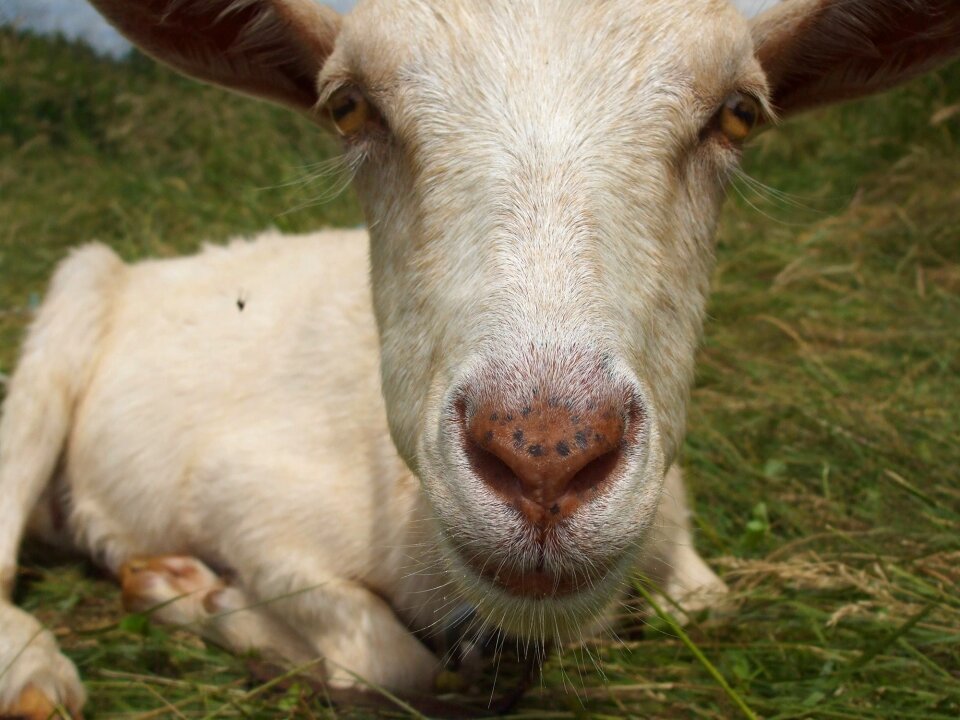 Face white close up