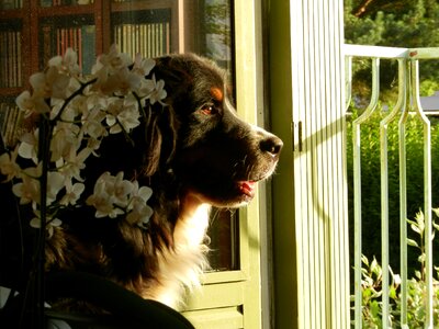 Dog bernese mountain dog waiting