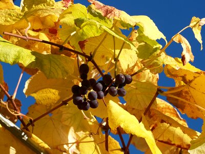 Grapes leaves autumn mood
