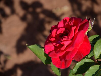 Plant red roses red photo