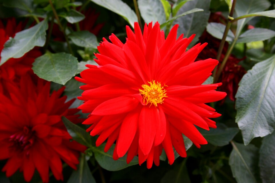 Red daisy red flower flower of the field