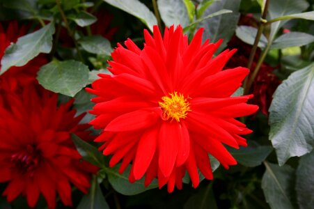 Red daisy red flower flower of the field