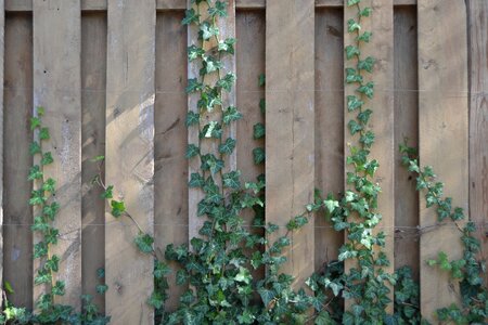 Nature vine garden photo