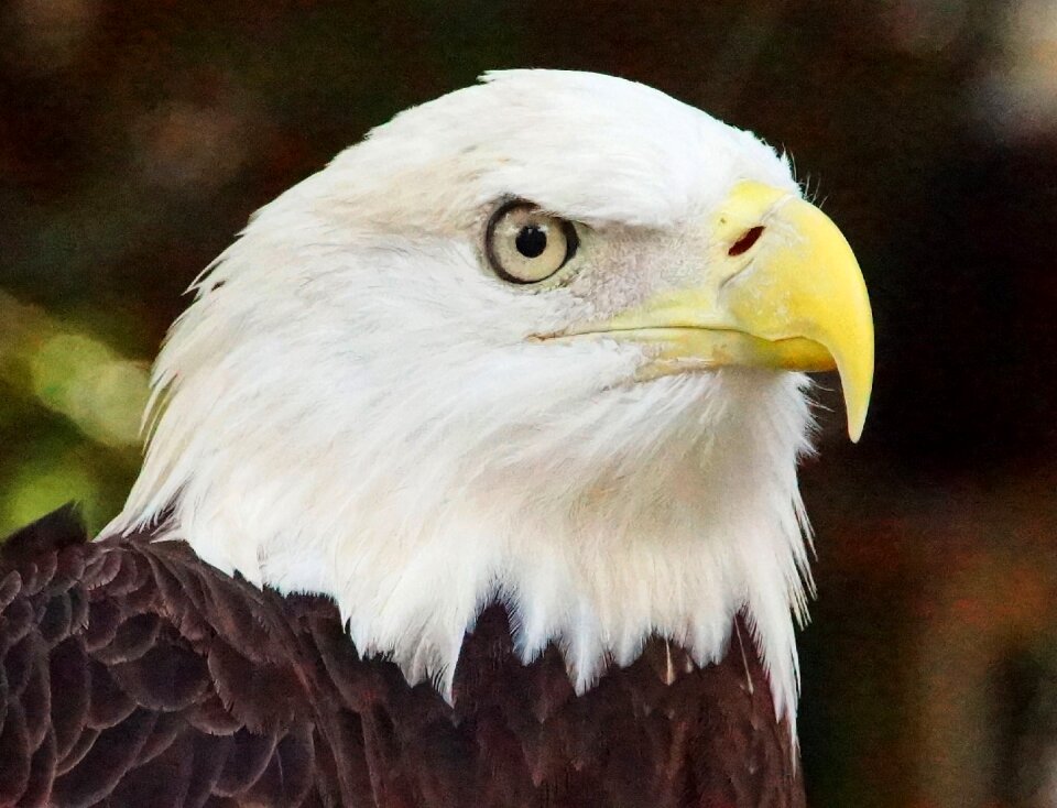 Bird animal beak