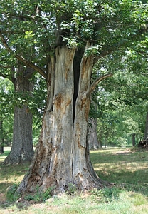 Split tree organic photo